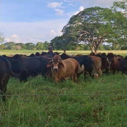 Ganado en pastoreo en finca colombiana